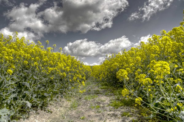 Fields of gold