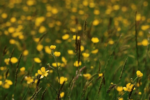 Fields of gold