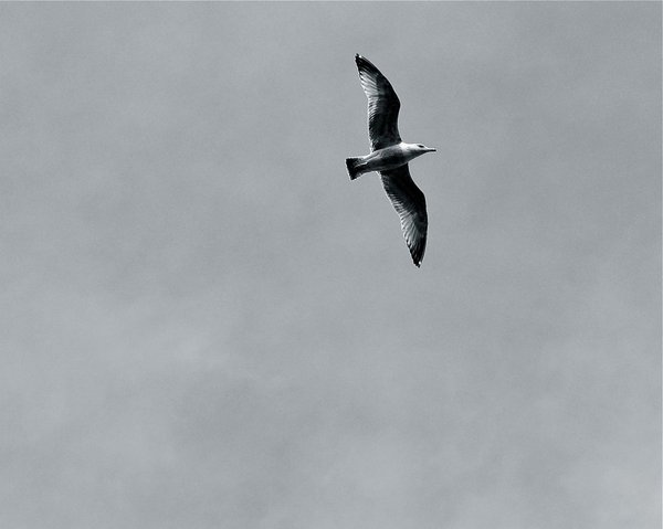 Freedom