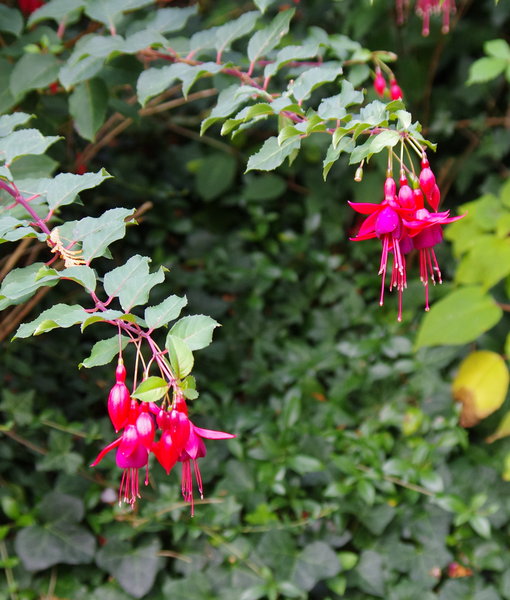 Fuchsia at Greenlands
