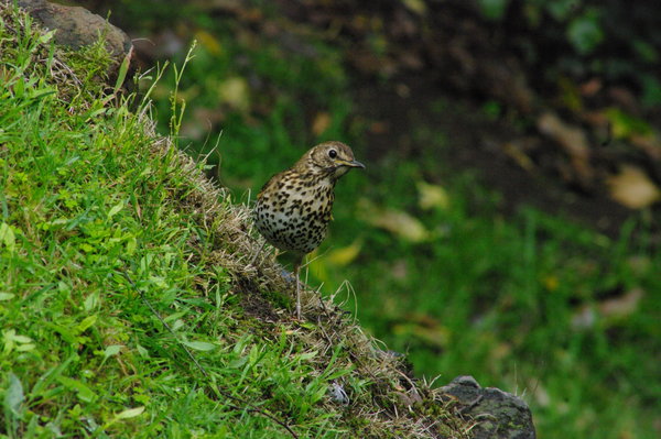 garden thrush