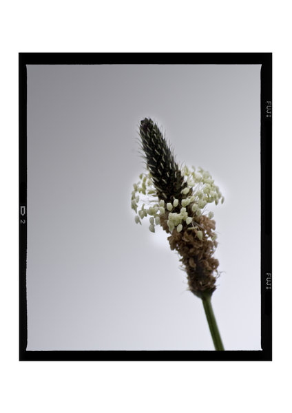 Grass