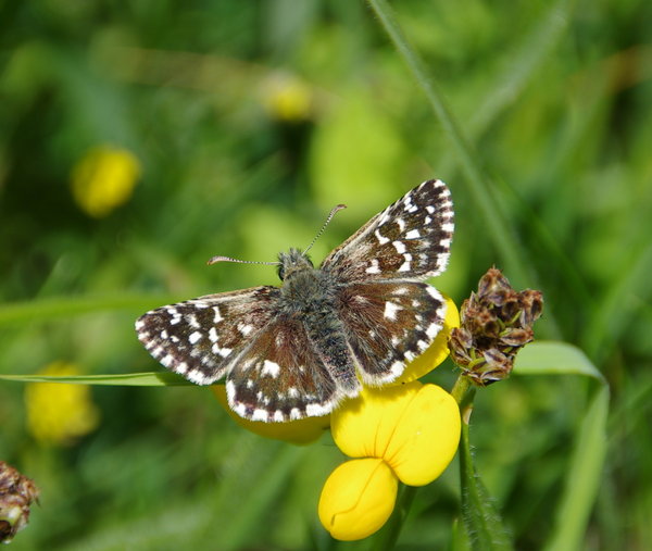 grizzled skipper