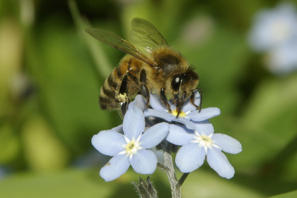 honey bee
