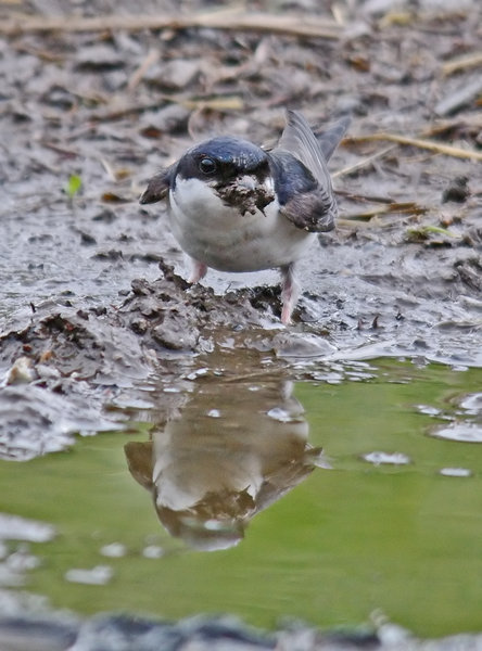 House Martin