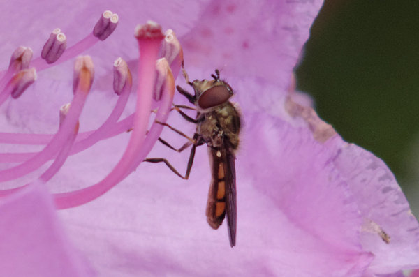 Hover fly