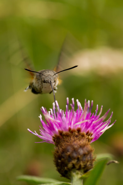 Hummingbird Hawk Moth