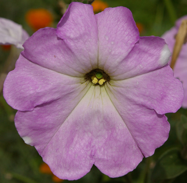 In the pink of health