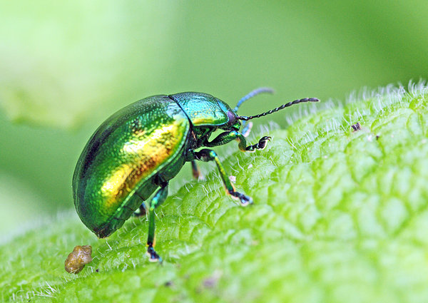 Mint Beetle