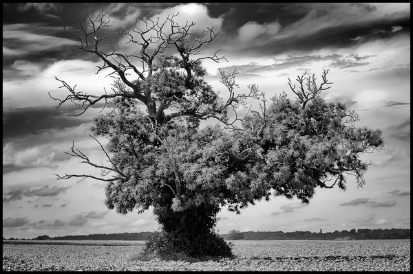 Just a Tree