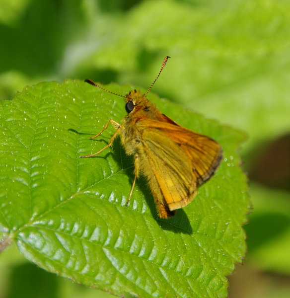large skipper