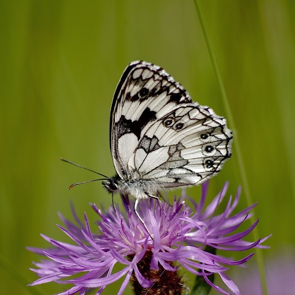 Marbled White butterfly