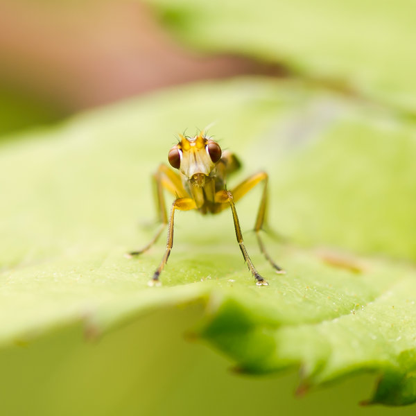 Marsh Fly