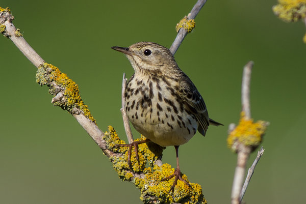 Meadow Pipit