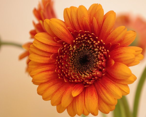 Orange Gerbera,