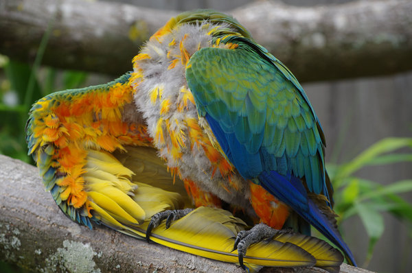 Parrot