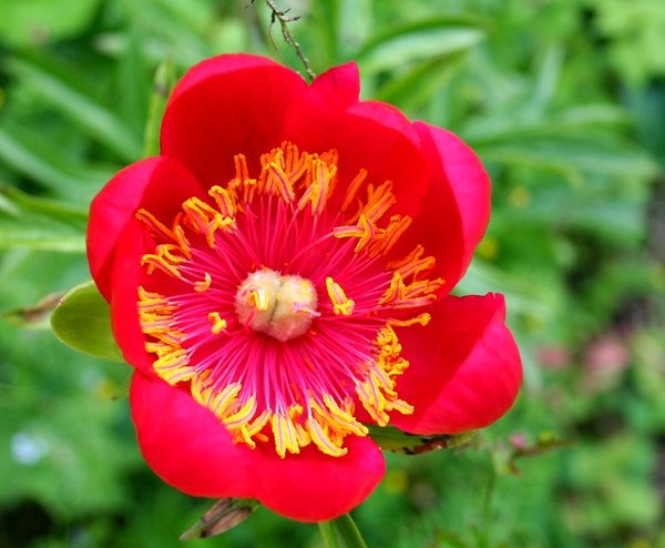 Peony