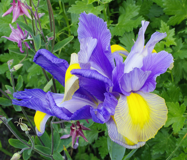 Pre-set, in camera HDR version of previouse Purple and Yellow Iris