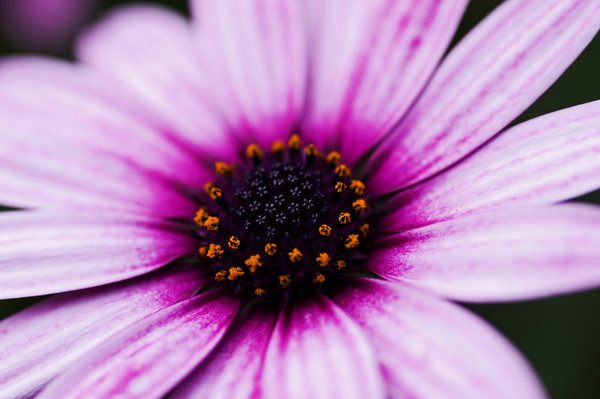 Purple flower