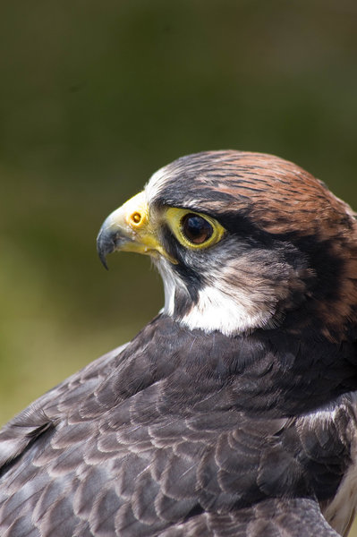 raptor