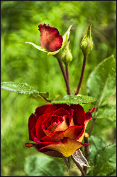 Rose