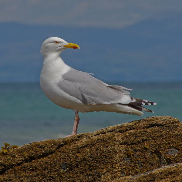 Seagull