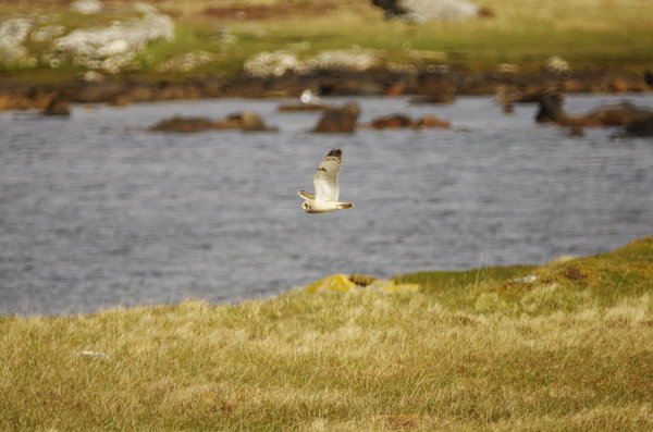 short earred owl in flight