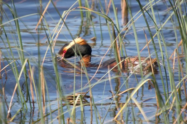 Slavonian grebe
