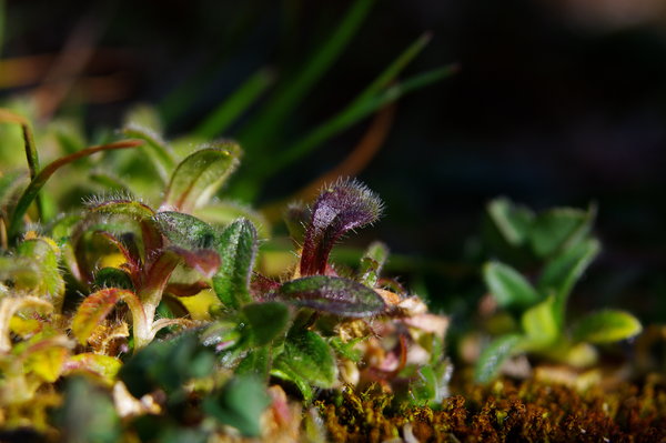 Small plants