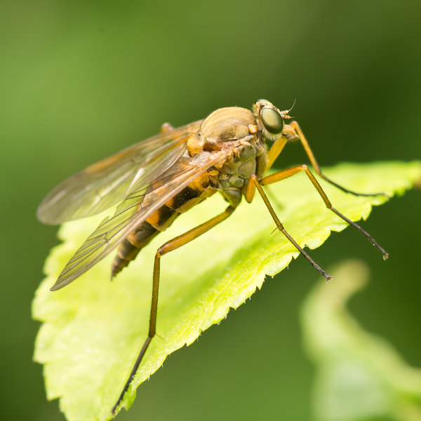 Robber Fly