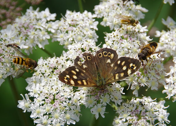 speckled wood and friends
