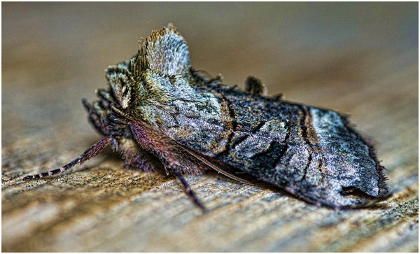 Spectacle moth