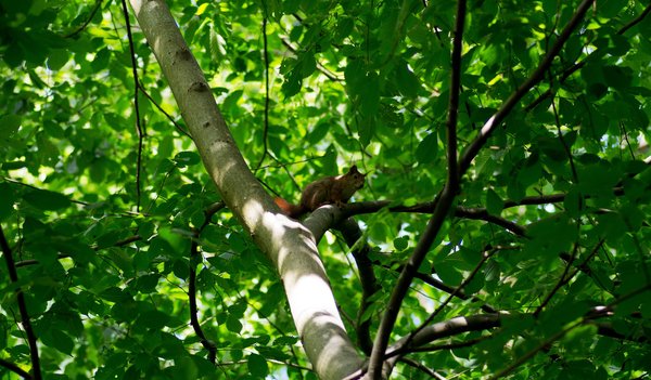 Squirrel in tree (14)