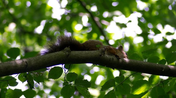 Squirrel in tree (15)
