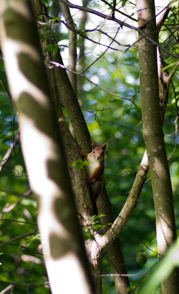 Squirrel in tree (2)