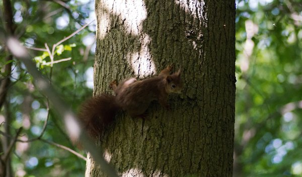 Squirrel in tree (6)