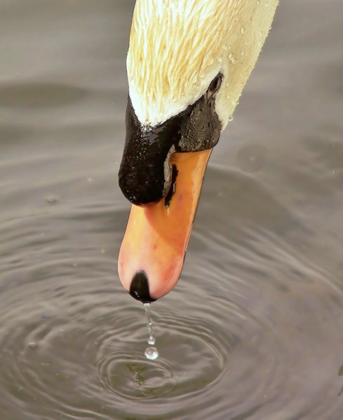 Swan 'Dripping'