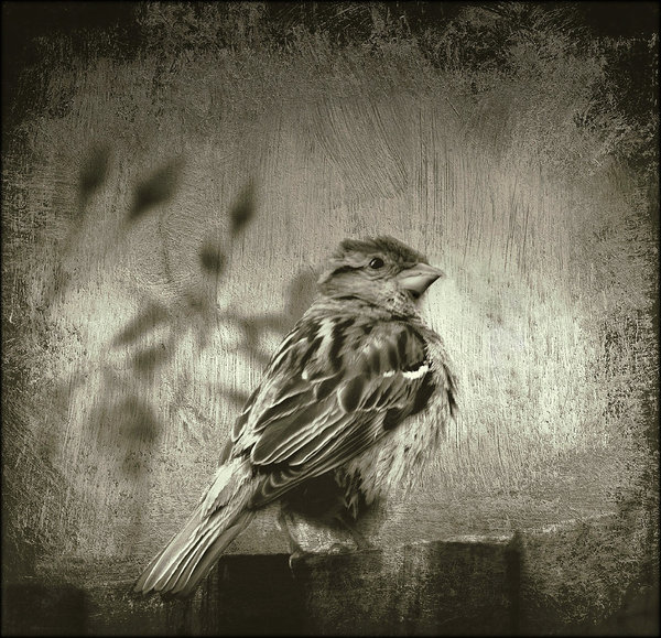 Tatty Sparrow