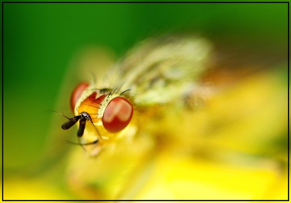 The Eye