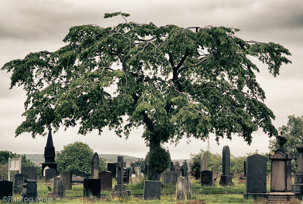 The Tree