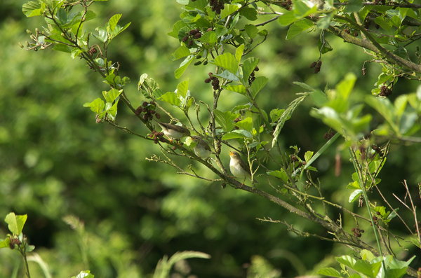 The Whitethroat family