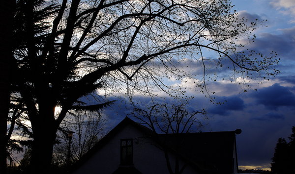 Tree and sky