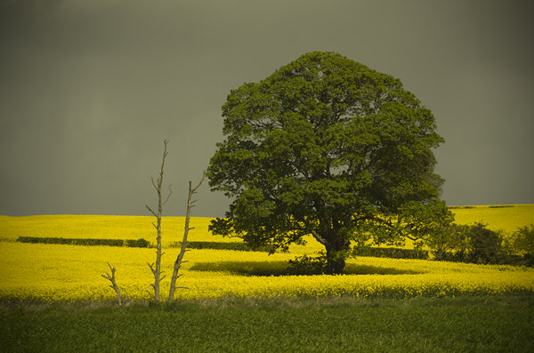 Tree in the rapeseed