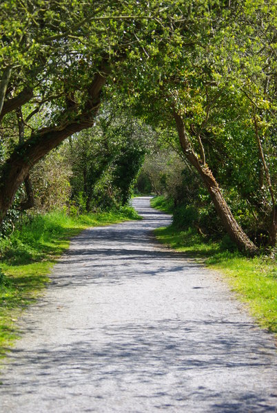 Tree lined walk