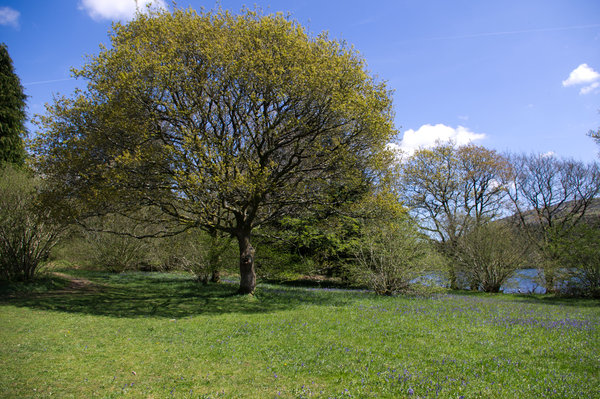 tree with bluebells