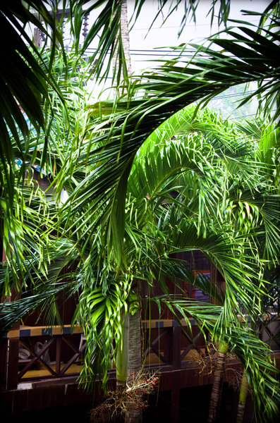 tropical rain