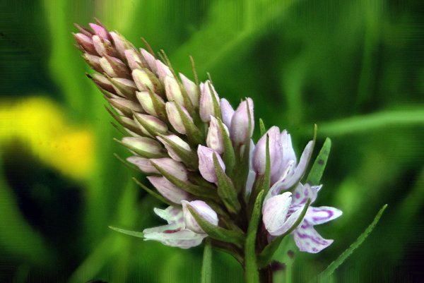 Wild orchid