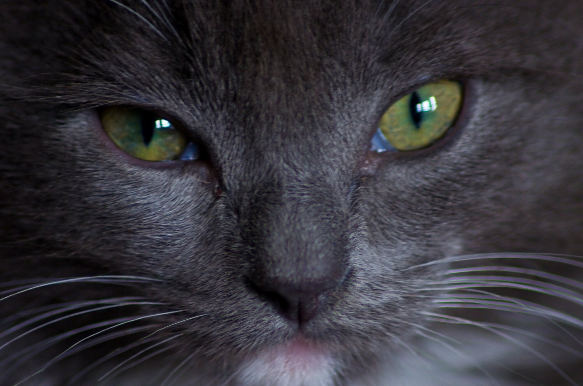 Cat;s Eyes