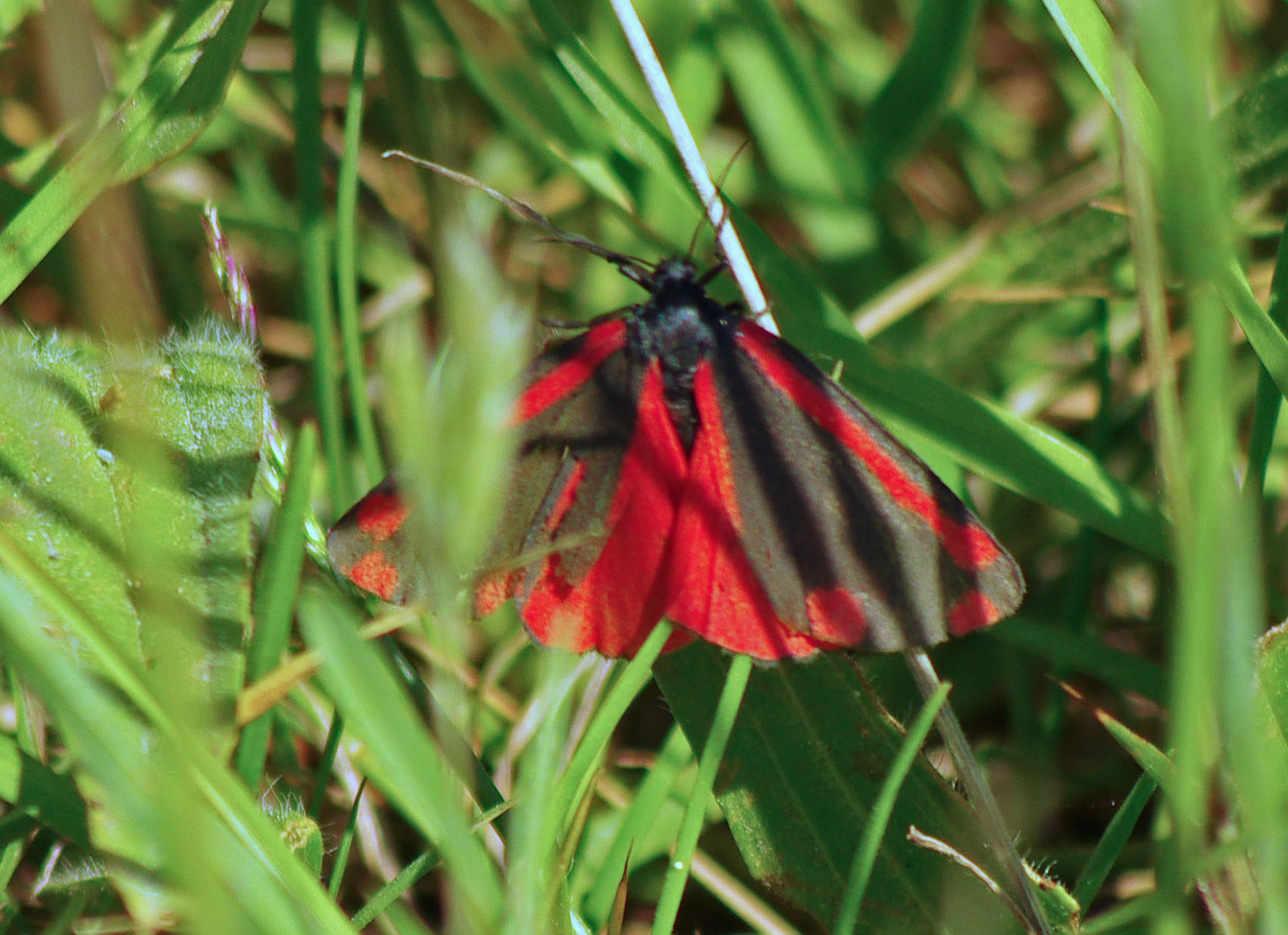 Cinnabar