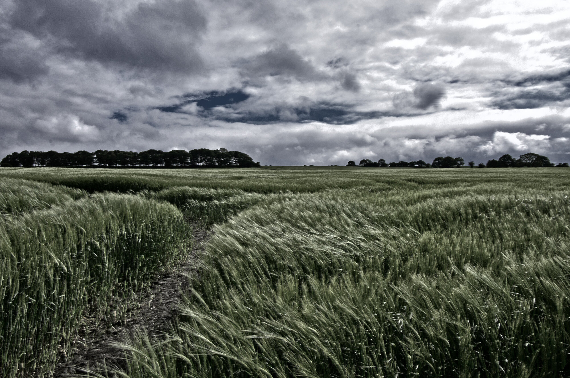 Field